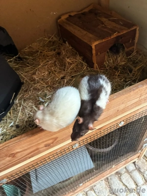 3xRatten zu verschenken Bild 3