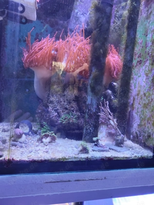 Auflösung Anemonen Becken