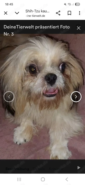 Shih-Tzu in liebevolle Hände zu verkaufen 