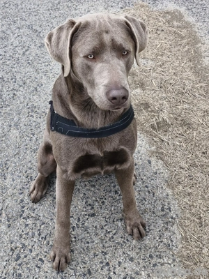 labrador retriever silber