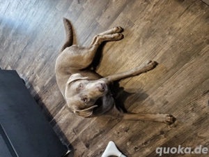 muffin sucht ein neues Zuhause 