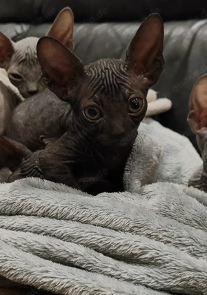 Sphynx Kitten
