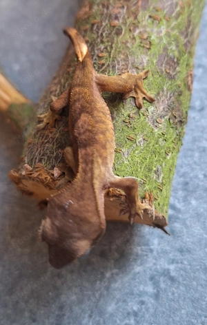 Kronengecko rot braun grün