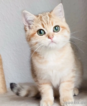 BKH goldene Katze Gabrielle