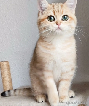 BKH goldene Kittens Gina und Gabrielle