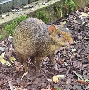 Azara Aguti Jungtiere 