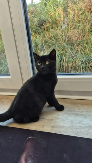 Babykatze schwarz, BKH Mischling
