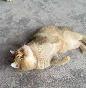 Deckkater BKH Black Golden (kein verkauf) Bild 8