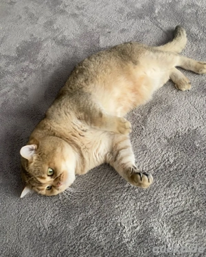 Deckkater BKH Black Golden (kein verkauf) Bild 9