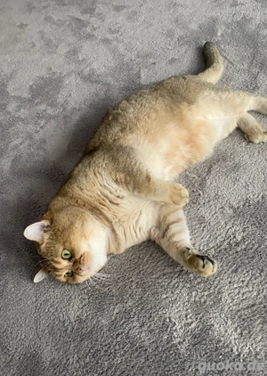 Deckkater BKH Black Golden (kein verkauf)