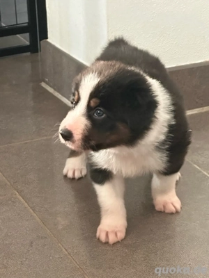 Reinrassige Border Collie Welpen