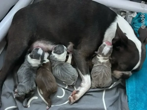 Boston Terrier Welpen