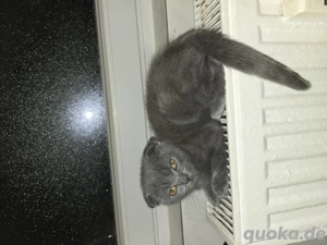 Kleine Kätzchen suchen eine neue Familie.