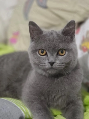 Bkh Kater mit Stammbaum Kitten Brittisch