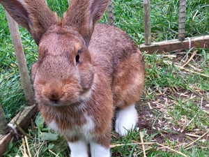 Mischlings-Hasen - Rammler von 2025 - Dt. Riese&Sachsengold