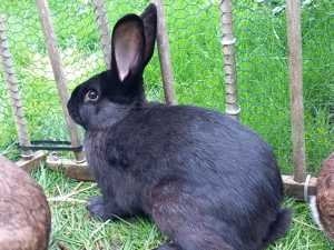 Mischlings-Hasen - Rammler von 2025 - Dt. Riese&Sachsengold