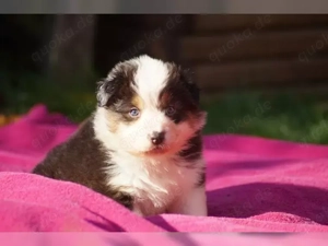 Australian Shepherd Welpen sucht liebevolles zu Hause!!