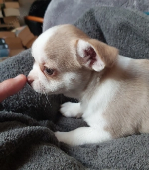 Chihuahuawelpen suchen neues Personal 