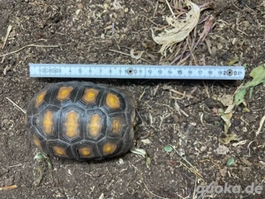 Köhlerschildkröte - Chelonoidis carbonarius