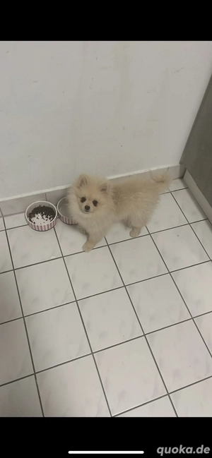 dringende abgabe Wunderschöne Hündin  Nala  sucht ein liebevolles neues Zuhause