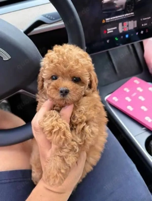 Wunderschöne Toy-Pudel-Welpen