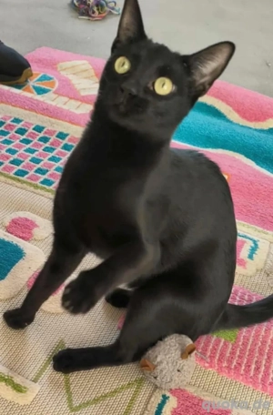 Elli, ein Traum in schwarz