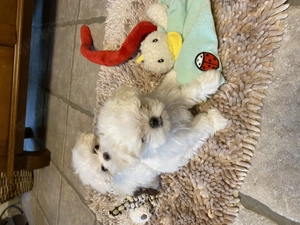 Bezaubernde Malteser Welpen  Bild 6