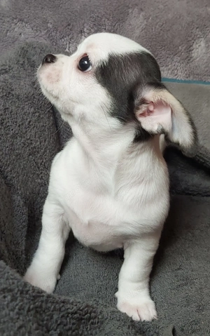 Chihuahuawelpen suchen neues Personal (2 Mädels noch verfügbar)