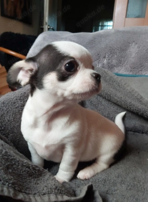 Chihuahuawelpen suchen neues Personal 