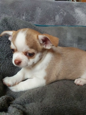 Chihuahuawelpen suchen neues Personal (1 Mädels noch verfügbar)