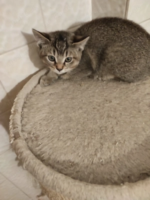 Kater kitten Auszugsbereit 