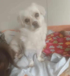 LUCY - kleines fröhliches Mädchen (wartet in Rumänien)