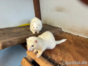 3x handzahme Frettchen