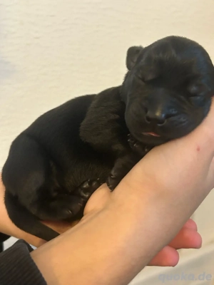 Labrador Welpen