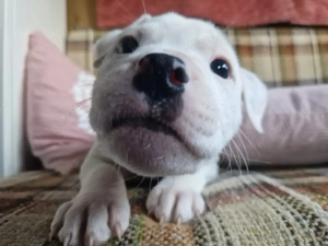 Mini Old Bull Mix Welpen