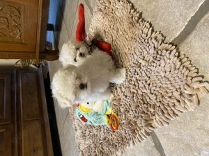 Bezaubernde Malteser Welpen  Bild 8