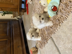 Bezaubernde Malteser Welpen  Bild 7