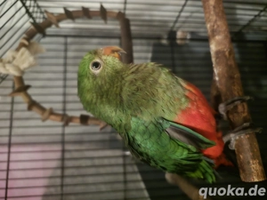 Königsittich mit DNH und Käfig 