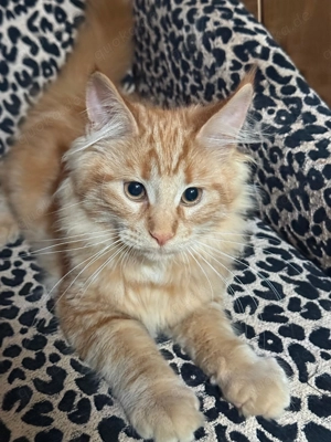 Maine Coon Kitten 