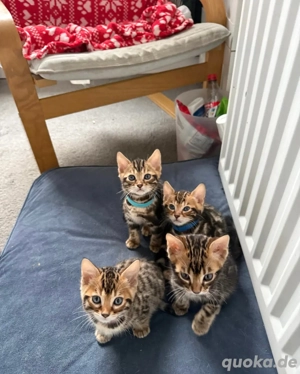 Nur noch 2 verfügbar!    Wunderschöne reinrassige Bengal-Kätzchen   