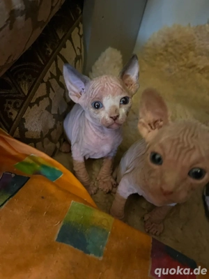 Sphynx Katzen Babys Royal