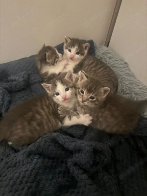 Babykatzen 3 monate alt