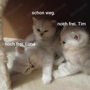 reinrassige BKH Kitten ab 29.12.2025 abzugeben