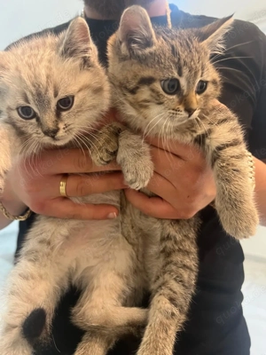 BABYKATZEN zu verkaufen