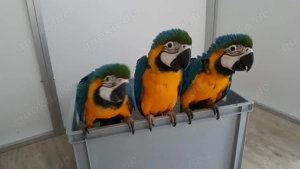 Zahme Gelbbrustarababys 2025