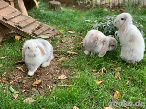 Zwergkaninchen Zwergwidder Löwenköpfchen, weiblich, Kastrat