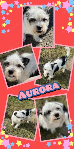 sehr kleine, liebe, menschenbezogene, soziale Traumhündin "Aurora" sucht dringend ein Zuhause 