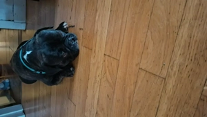 Mischlingsrüde Französische Bulldogge Mops 