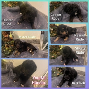 Australian Shepherd x Husky Mischlingswelpen geboren am 28.10.2025