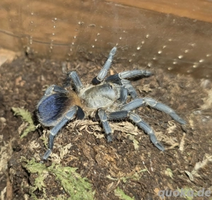 Pseudhapalopus sp colombia 0.1 frisch adult, Vogelspinne 